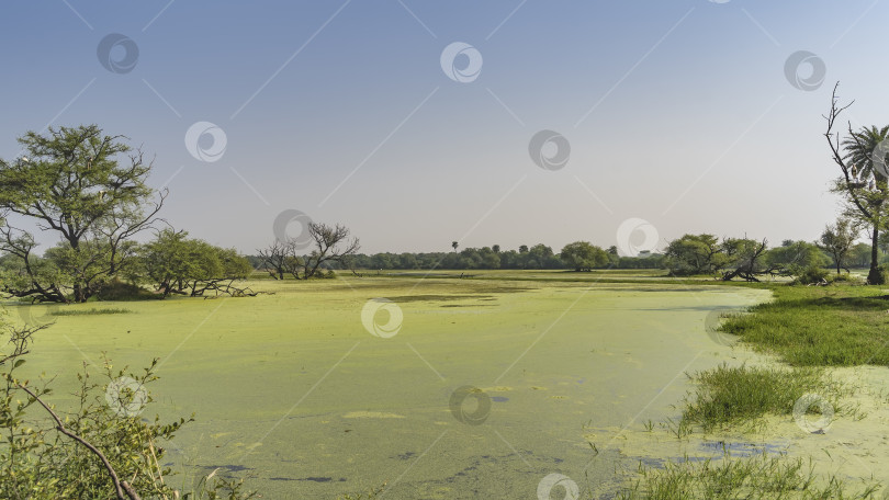 Скачать Поверхность озера в болотистой местности полностью покрыта зеленой ряской. фотосток Ozero