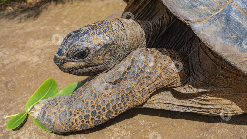 Скачать Портрет гигантской черепахи Aldabrachelys gigantea. фотосток Ozero