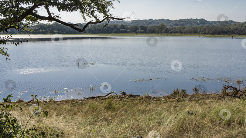 Скачать На берегу спокойного озера в джунглях среди сухих веток прячется крокодил. фотосток Ozero