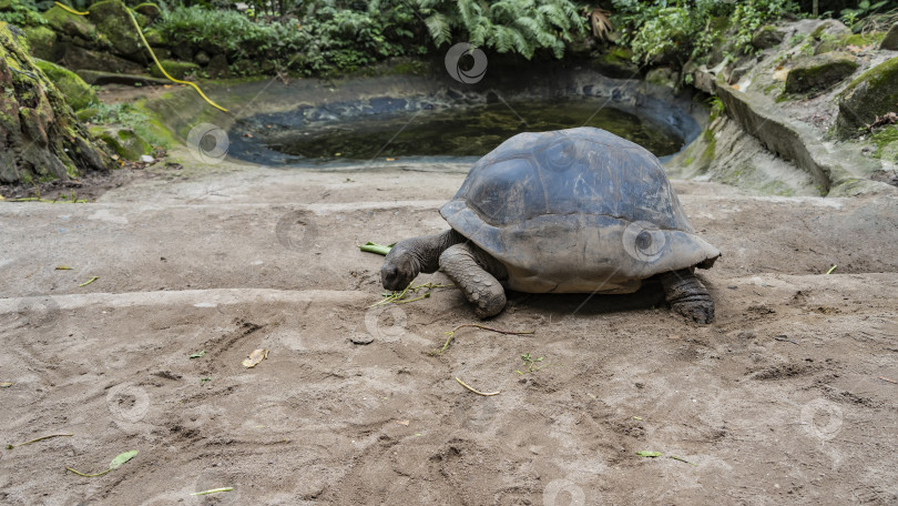 Скачать Гигантская черепаха Aldabrachelys gigantea поедает траву, разбросанную по грунтовой дорожке. фотосток Ozero