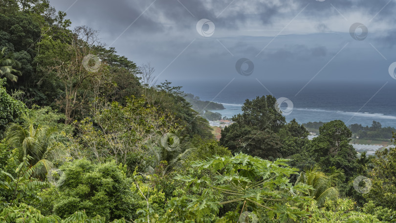 Скачать С холма, поросшего пышной тропической растительностью, открывается вид на бирюзовый океан, фотосток Ozero