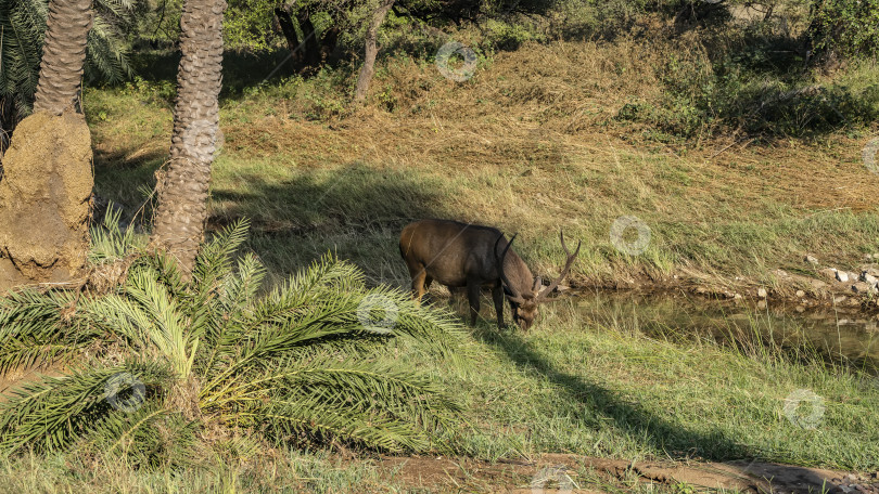 Скачать На берегу ручья в джунглях, среди зеленой травы, пасется индийский олень самбар Rusa unicolor. фотосток Ozero