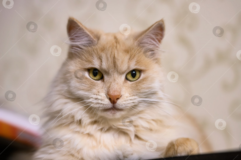 Скачать Пушистый домашний кот персикового цвета лежит на шкафу фотосток Ozero