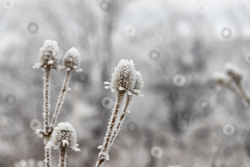Скачать Высушенный цветок чертополоха, покрытый кристаллами льда фотосток Ozero