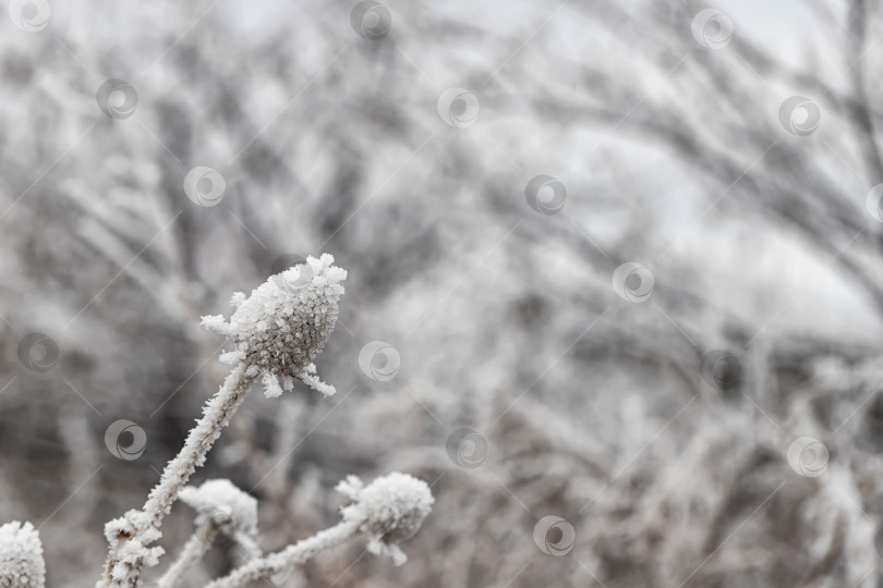 Скачать Высушенный цветок чертополоха, покрытый кристаллами льда фотосток Ozero