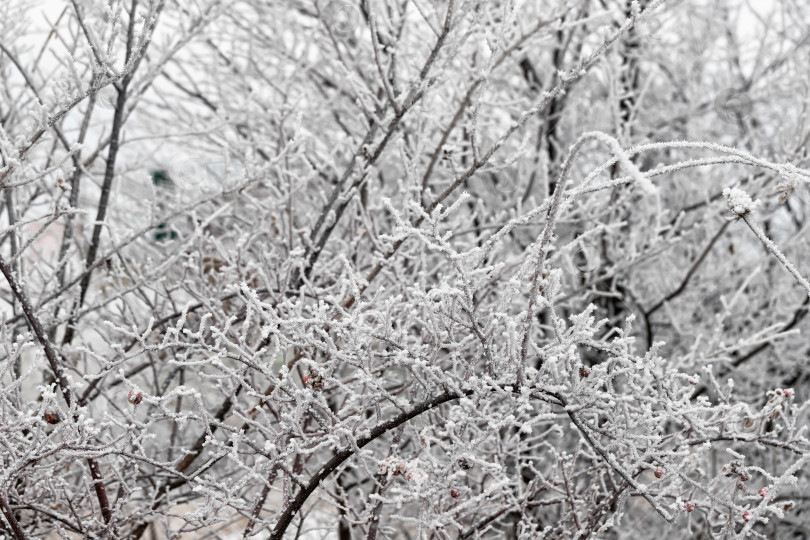 Скачать Длинные кристаллы льда на замерзших ветвях деревьев фотосток Ozero