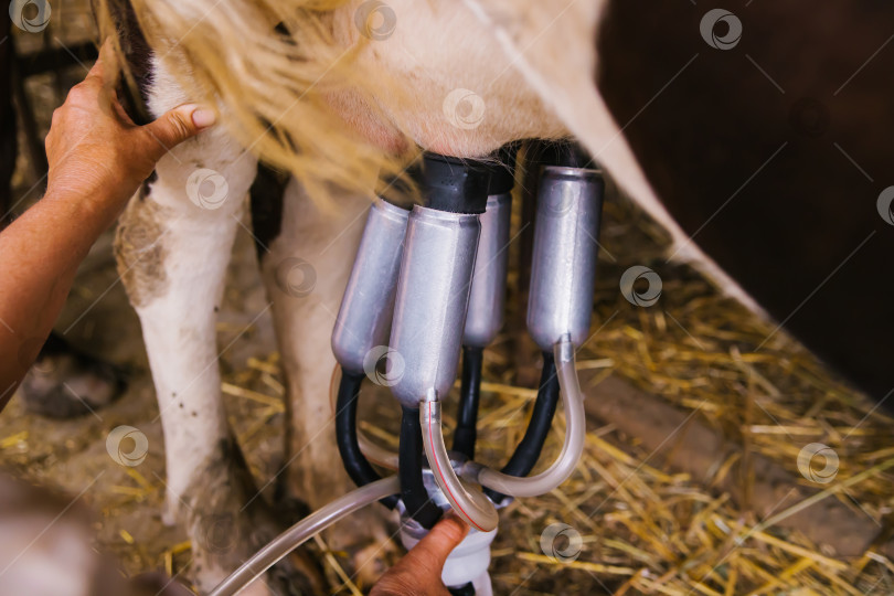 Скачать Доильный аппарат крупным планом. Производство молока на домашней ферме. фотосток Ozero