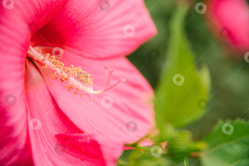 Скачать Ярко-розовый тропический цветок гибискуса, зеленые листья на естественном фоне. фотосток Ozero