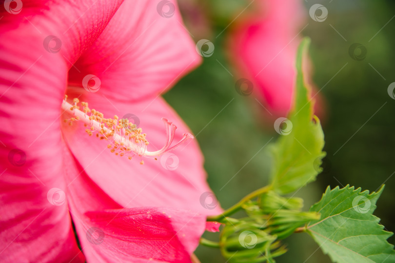 Скачать Ярко-розовый тропический цветок гибискуса, зеленые листья на естественном фоне. фотосток Ozero
