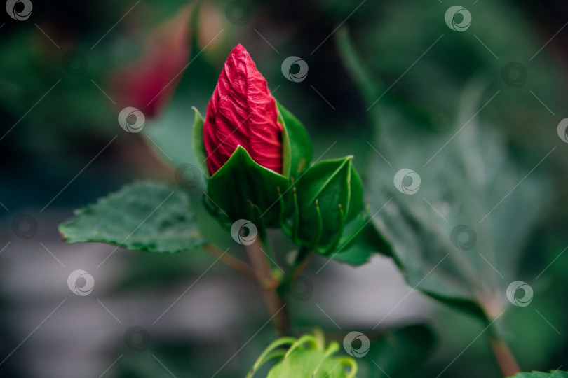 Скачать Ярко-розовый тропический цветок гибискуса, нераскрывшийся бутон, зеленые листья на естественном фоне. фотосток Ozero