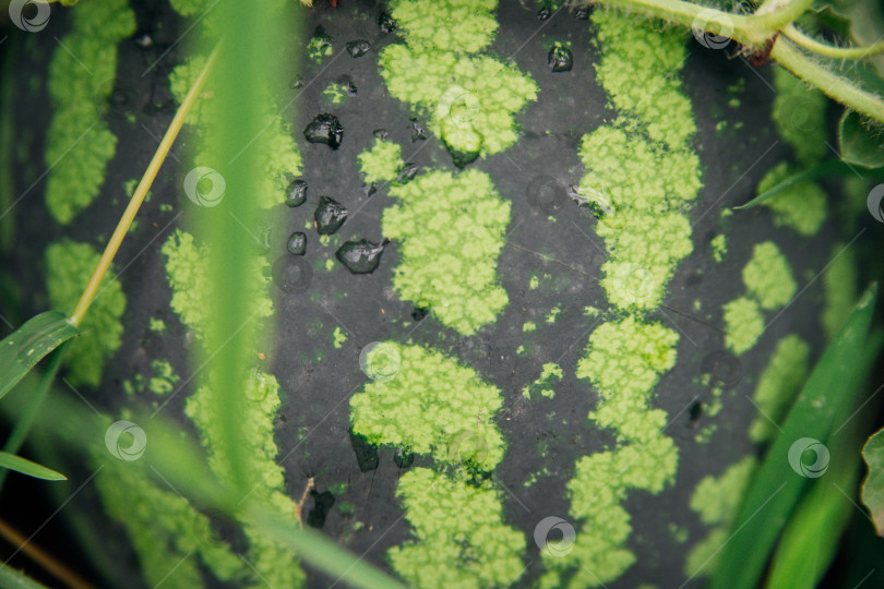 Скачать Большой круглый арбуз лежит в траве. Полосатый зеленый цвет на кожуре арбуза. фотосток Ozero