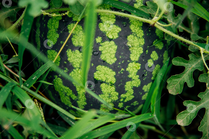 Скачать Большой круглый арбуз лежит в траве. Полосатый зеленый цвет на кожуре арбуза. фотосток Ozero