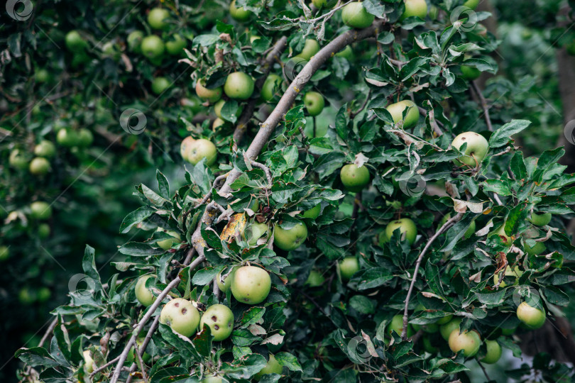 Скачать В домашнем саду растет яблоня. Ветви покрыты плодами яблони. фотосток Ozero