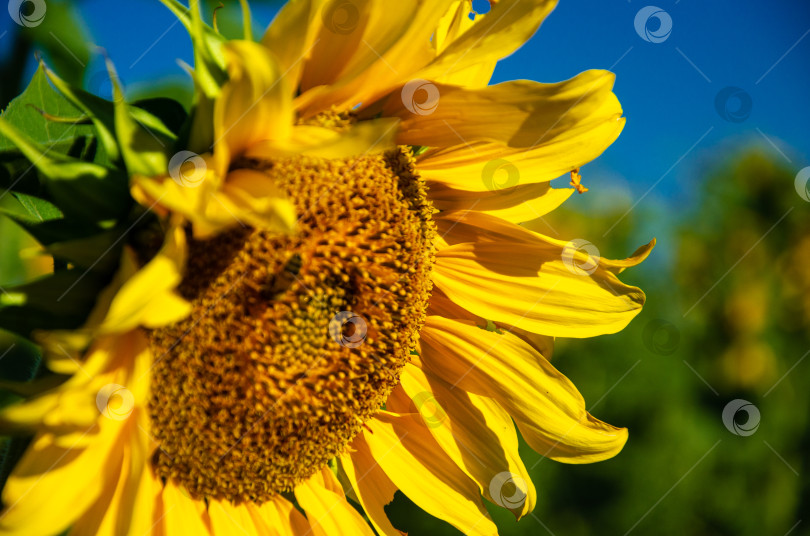 Скачать Пчела на цветке подсолнуха на фоне голубого неба фотосток Ozero