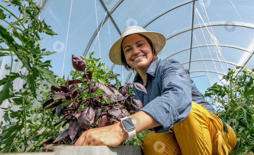 Скачать Женщина-садовник наслаждается ароматом пурпурных листьев базилика в теплице. Женщина в шляпе держит горшок с базиликом и вдыхает запах свежего ароматного листа. фотосток Ozero