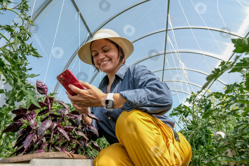 Скачать Женщина-садовник наслаждается ароматом пурпурных листьев базилика в теплице. Женщина в шляпе фотографирует на смартфон и улыбается. Фуд-фотограф фотографирует кухонное растение. фотосток Ozero