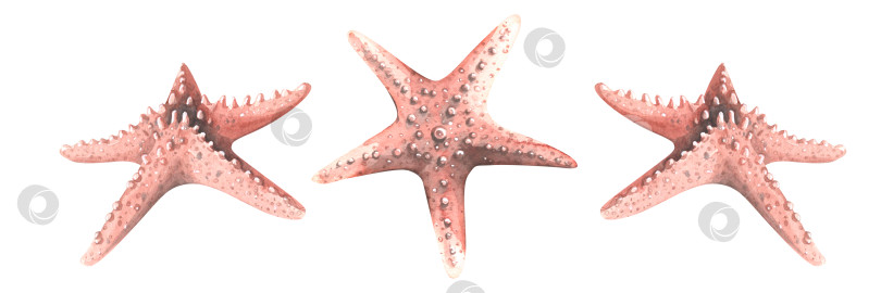 Скачать Морская звезда кораллового цвета в разных ракурсах. Акварельная иллюстрация. Изолированные объекты из большого набора КИТОВ. Для декора, дизайна и композиций на морскую и пляжную тематику. фотосток Ozero