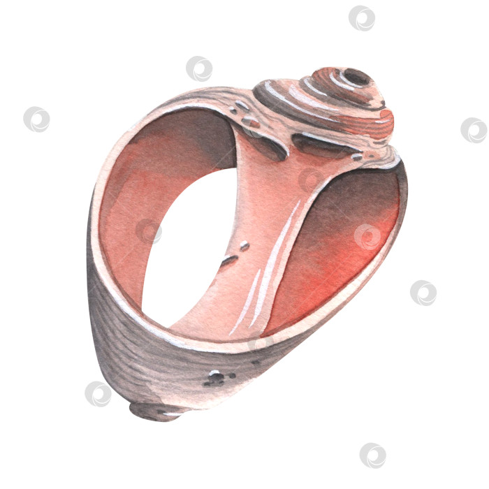 Скачать Разрушенная, разбитая морская раковина. Акварельная иллюстрация. Изолированный объект из большой группы КИТОВ. Для декора и дизайна, морских и пляжных композиций, принтов, наклеек, открыток, плакатов. фотосток Ozero