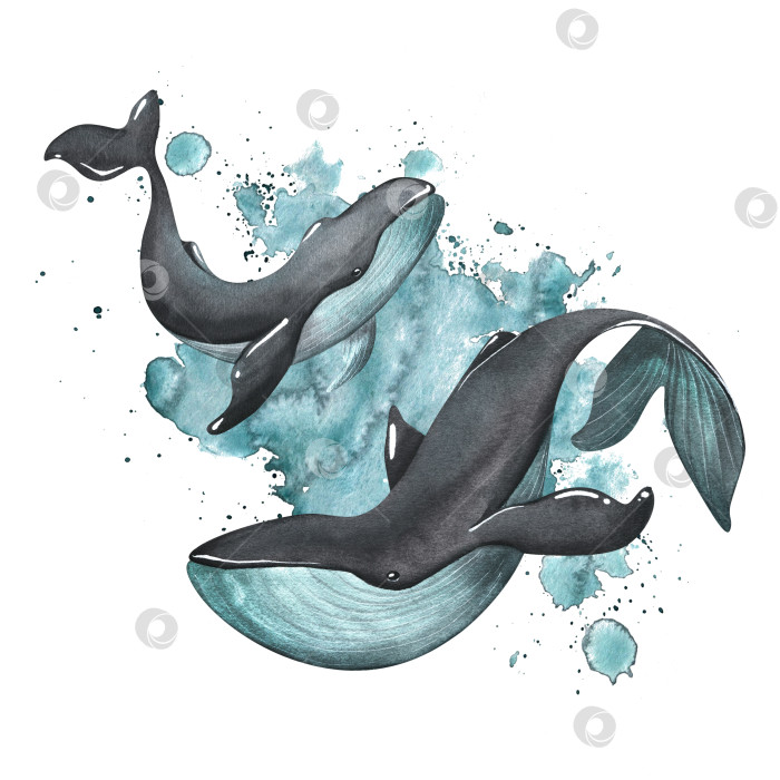 Скачать Черные киты бирюзового цвета на фоне брызг краски. Акварельная иллюстрация. Композиция на белом фоне из коллекции WHALES. Для дизайна и декорирования фотосток Ozero