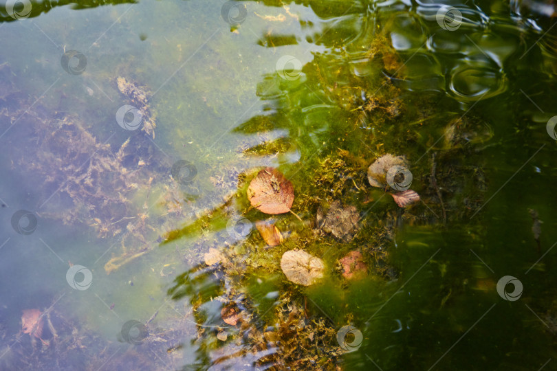 Скачать абстрактная фотография природы с чистой прозрачной холодной водой озера фотосток Ozero