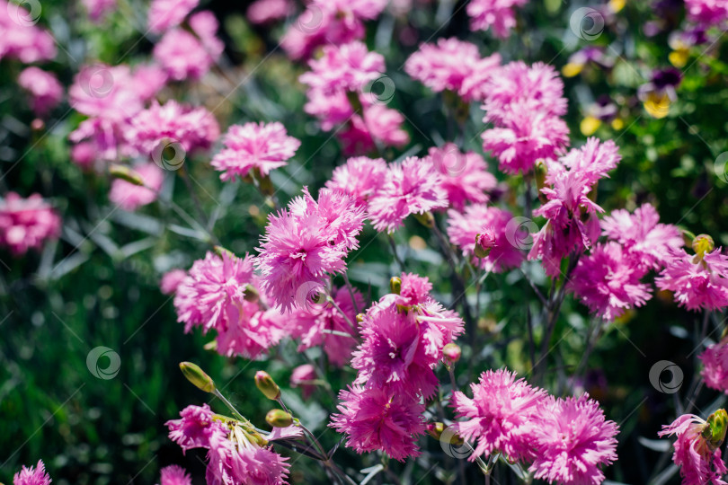 Скачать Цветочная поляна летом с розовыми васильками. Солнечный свет.Centaurea cyanus. Поле полевых цветов. фотосток Ozero