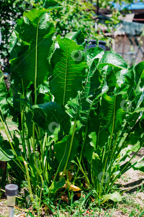 Скачать Хрен - это натуральное овощное травянистое лекарственное растение, растущее на грядке. Выращивание и сбор урожая свежих зеленых листьев. Здоровая пища, специи, садоводство, сельское хозяйство. фотосток Ozero