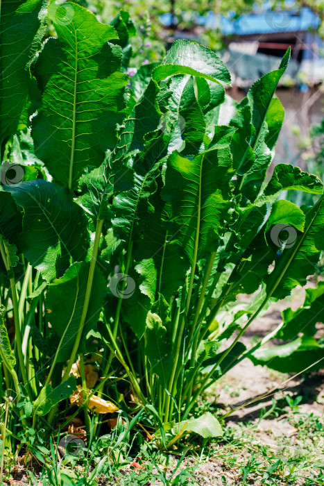 Скачать Хрен - это натуральное овощное травянистое лекарственное растение, растущее на грядке. Выращивание и сбор урожая свежих зеленых листьев. Здоровая пища, специи, садоводство, сельское хозяйство. фотосток Ozero