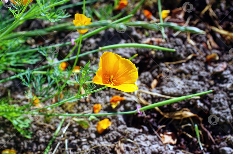 Скачать Маленький оранжевый цветок в саду фотосток Ozero