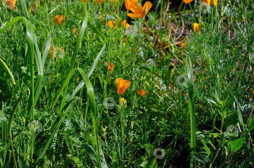 Скачать Маленький оранжевый цветок в саду фотосток Ozero