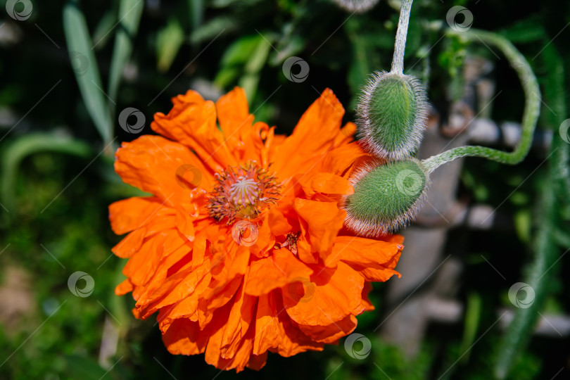 Скачать Нежные пушистые бутоны мака, яркий крупный оранжевый цветок в поле на природе. Темно-зеленые листья и колючий бутон. Кустарник растет в саду или парке. фотосток Ozero