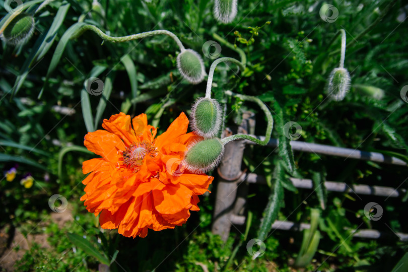 Скачать Нежные пушистые бутоны мака, яркий крупный оранжевый цветок в поле на природе. Темно-зеленые листья и колючий бутон. Кустарник растет в саду или парке. фотосток Ozero