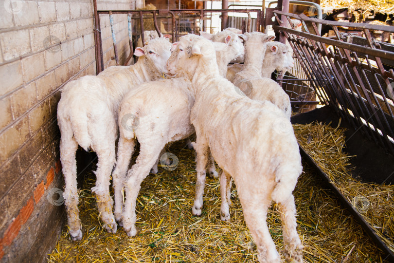 Скачать Домашняя ферма по производству шерсти. Домашний скот. Ранчо.Группа овец стоит в сарае. фотосток Ozero