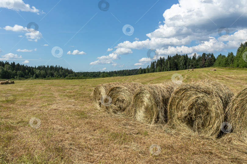 Скачать Стога сена на сельскохозяйственном поле в Карелии. фотосток Ozero