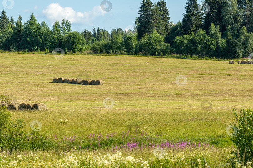 Скачать Стога сена и полевые растения на поле летом в Карелии. фотосток Ozero