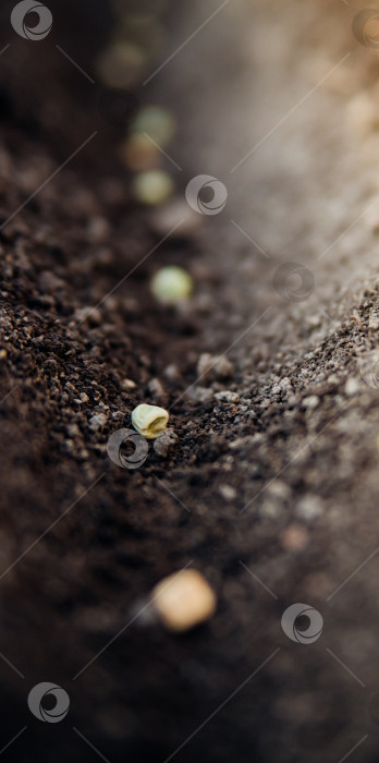 Скачать Фермер вручную сажает семена зеленого горошка в почву. Концепция садоводства. Весенний сезон посадки овощей. фотосток Ozero