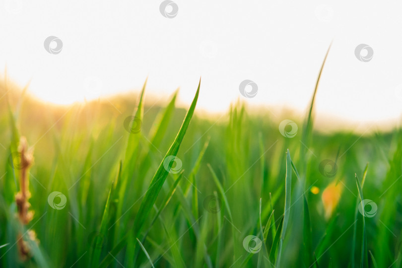 Скачать Фон зеленой травы на закате.Солнце пробивается сквозь траву. Абстрактный фон.Текстура. Пространство для текста. фотосток Ozero