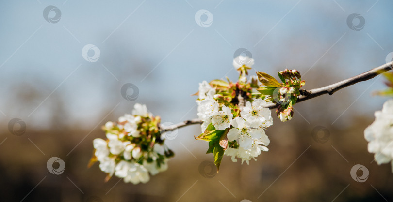 Скачать Выборочный фокус красивых ветвей белой цветущей вишни на дереве под голубым небом, красивая цветущая вишня во время весеннего сезона в парке. Красота заложена в природе. фотосток Ozero