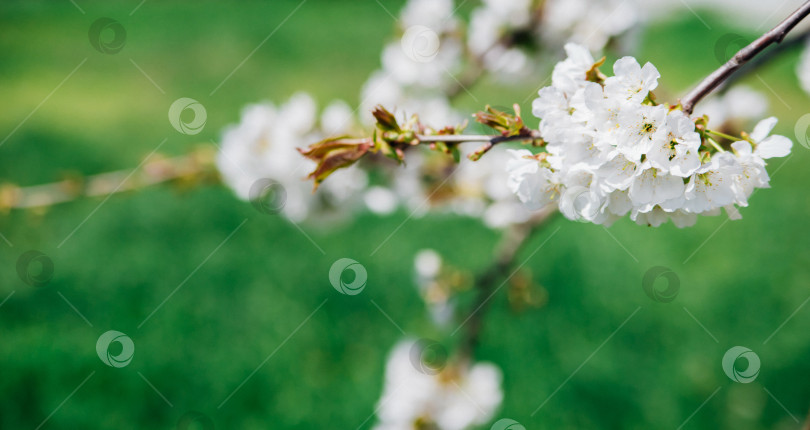 Скачать Выборочный фокус на красивых ветвях цветущей вишни на фоне зеленой травы. Прекрасная вишня цветет в весенний сезон в парке. Красота заложена в природе. фотосток Ozero