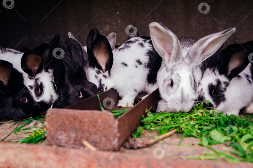 Скачать Семейство маленьких кроликов в клетке. Пушистые грызуны. Разведение животных на ферме. фотосток Ozero