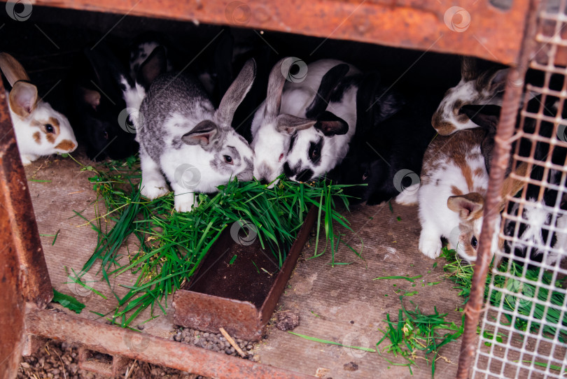 Скачать Семейство маленьких кроликов в клетке. Пушистые грызуны. Разведение животных на ферме. фотосток Ozero