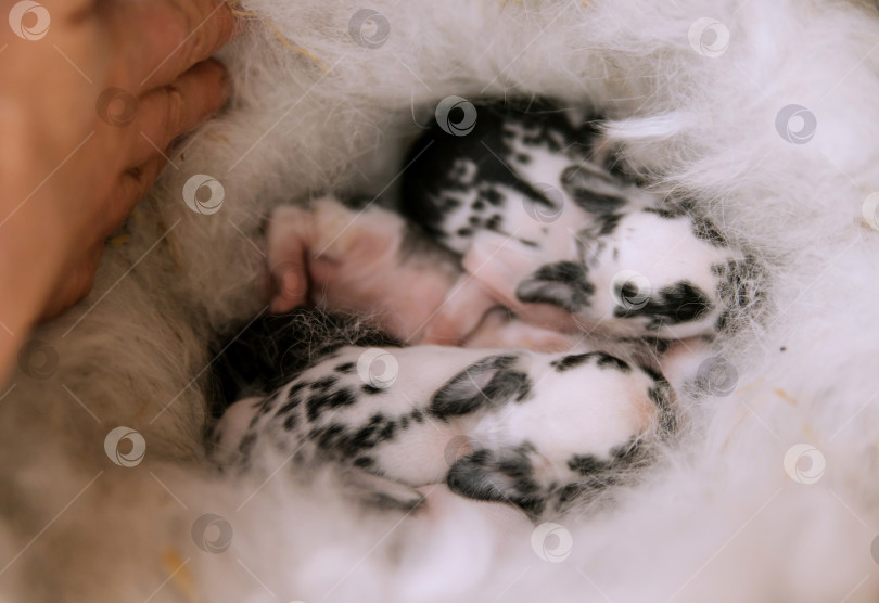 Скачать Новорожденный кролик в гнезде с мехом матери. Группа крольчат перемещается, а иногда и спит вокруг гнезда. фотосток Ozero