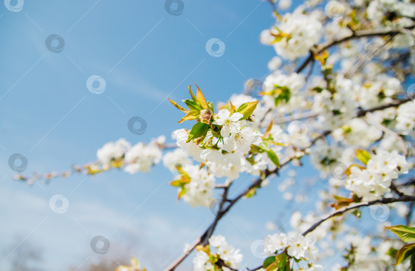 Скачать Выборочный фокус красивых ветвей белой цветущей вишни на дереве под голубым небом, красивая цветущая вишня во время весеннего сезона в парке. Красота заложена в природе. фотосток Ozero