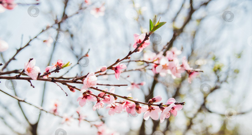 Скачать Выборочный фокус на красивых ветвях, розовом цветущем персике или абрикосе на дереве под голубым небом, прекрасном цветении вишни во время весеннего сезона в парке. Текстура цветочного узора. фотосток Ozero