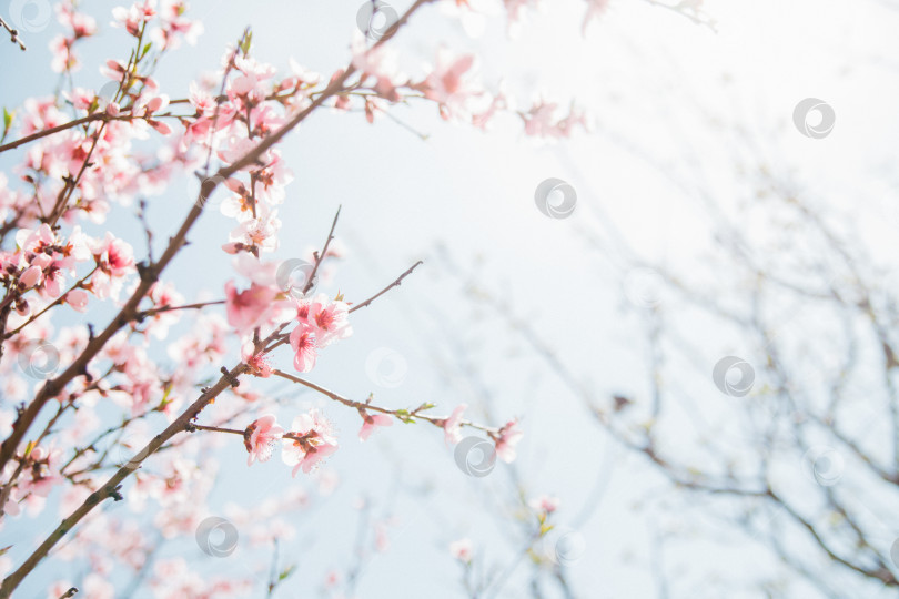 Скачать Выборочный фокус на красивых ветвях, розовом цветущем персике или абрикосе на дереве под голубым небом, прекрасном цветении вишни во время весеннего сезона в парке. Текстура цветочного узора. фотосток Ozero