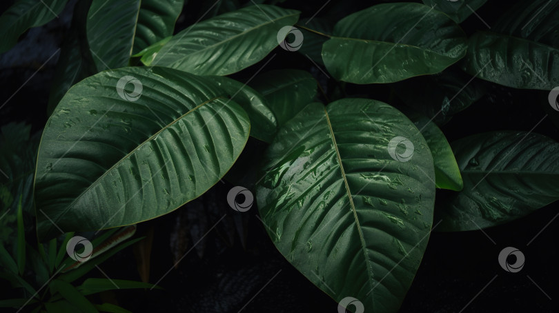 Скачать экзотические листья тропического леса фотосток Ozero