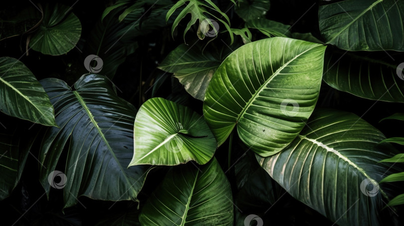 Скачать фон из тропических листьев фотосток Ozero