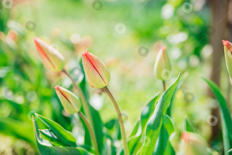 Скачать Красивые тюльпаны на клумбе в саду. Весенний пасхальный цветочный фон. Закрытые бутоны весенних цветов. Мягкий избирательный фокус. Красота заложена в природе. фотосток Ozero