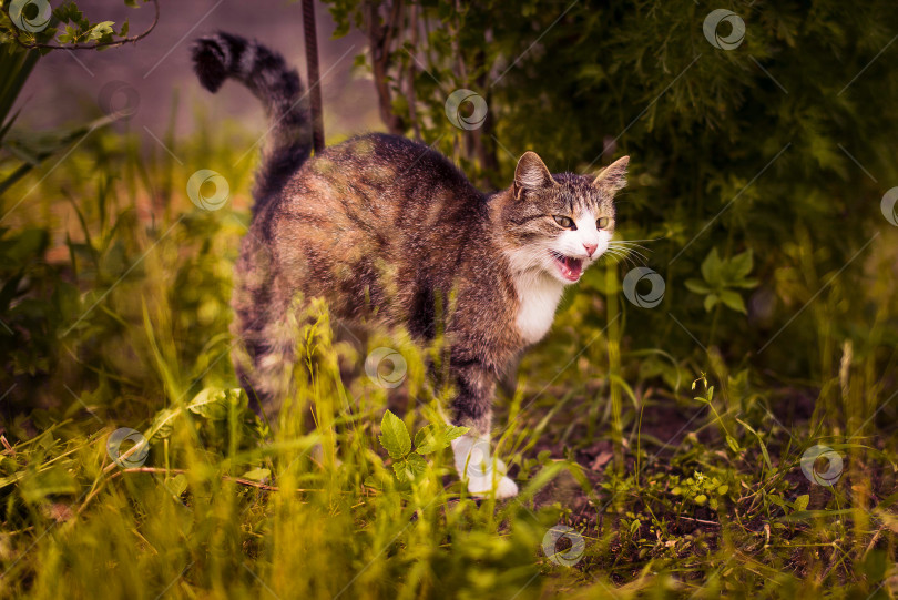 Скачать Мяукающая кошка на природе фотосток Ozero