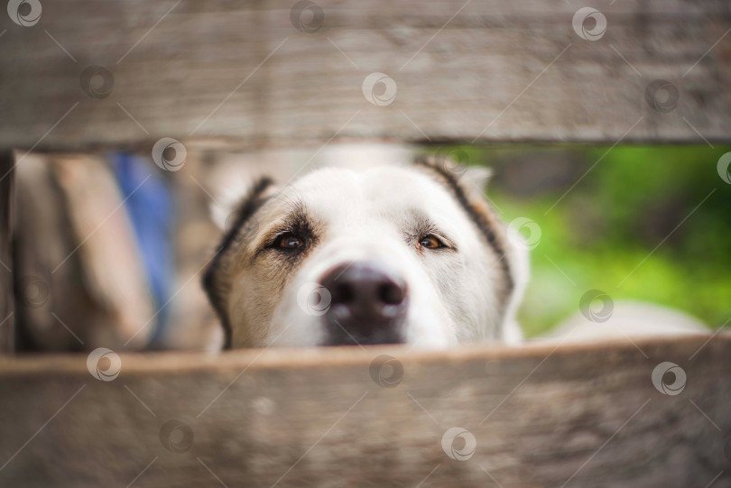 Скачать Собака крупной породы смотрит через забор фотосток Ozero
