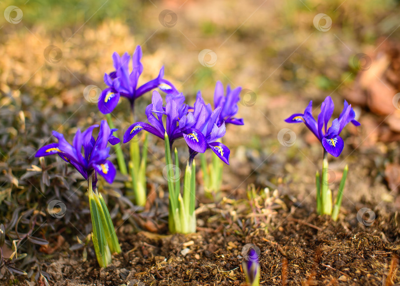 Скачать Ирис сетчатый цветение весной фотосток Ozero